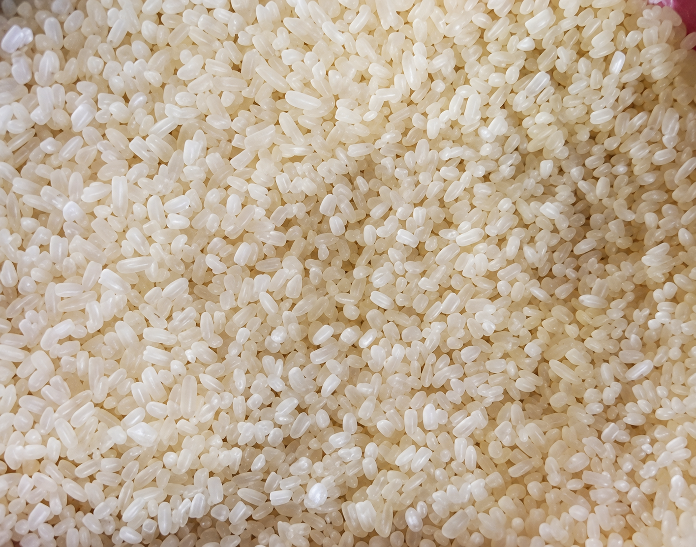 Broken Rice from Pansuriya Global
