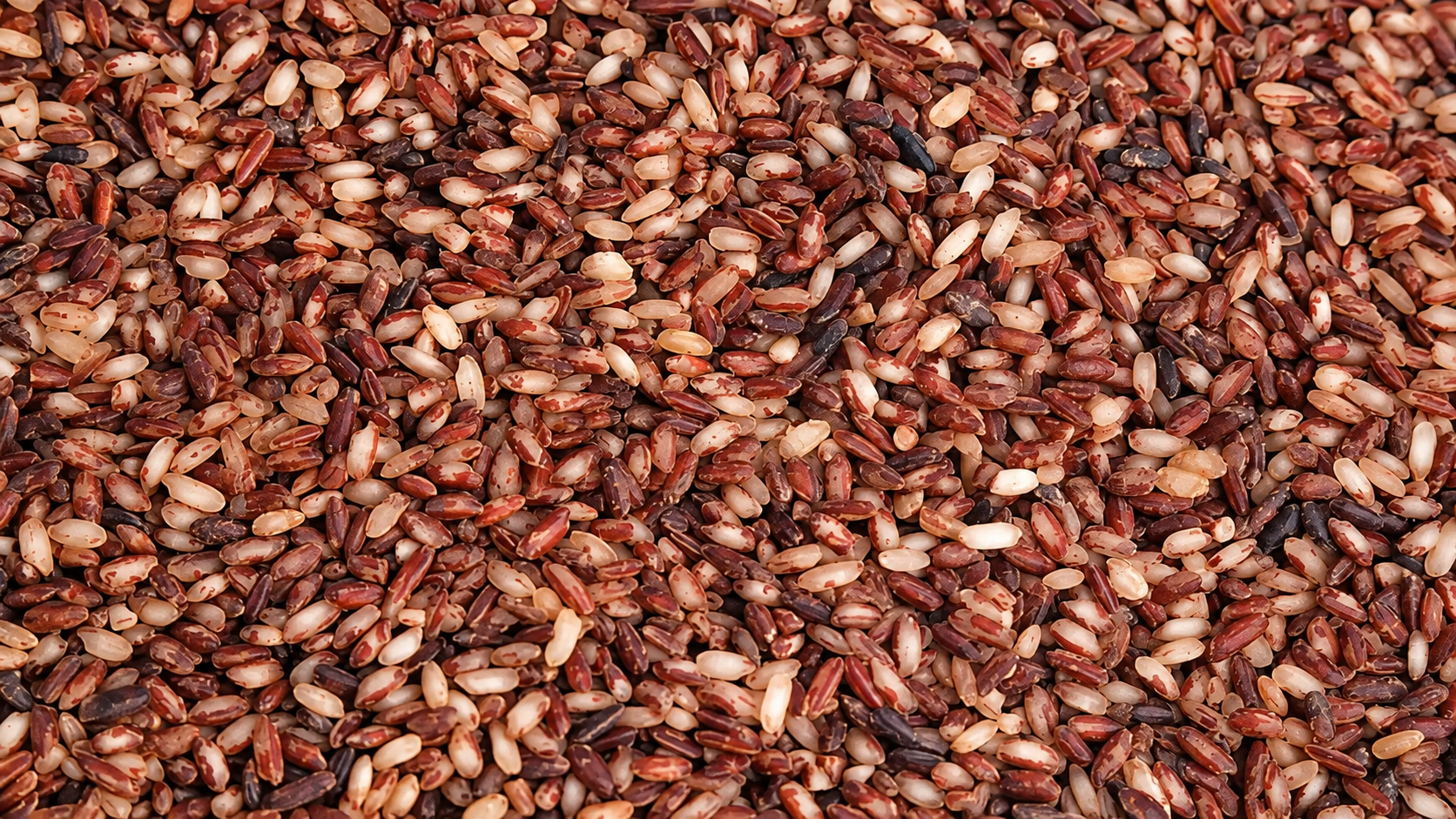 Palakkad Matta Rice from Pansuriya Global