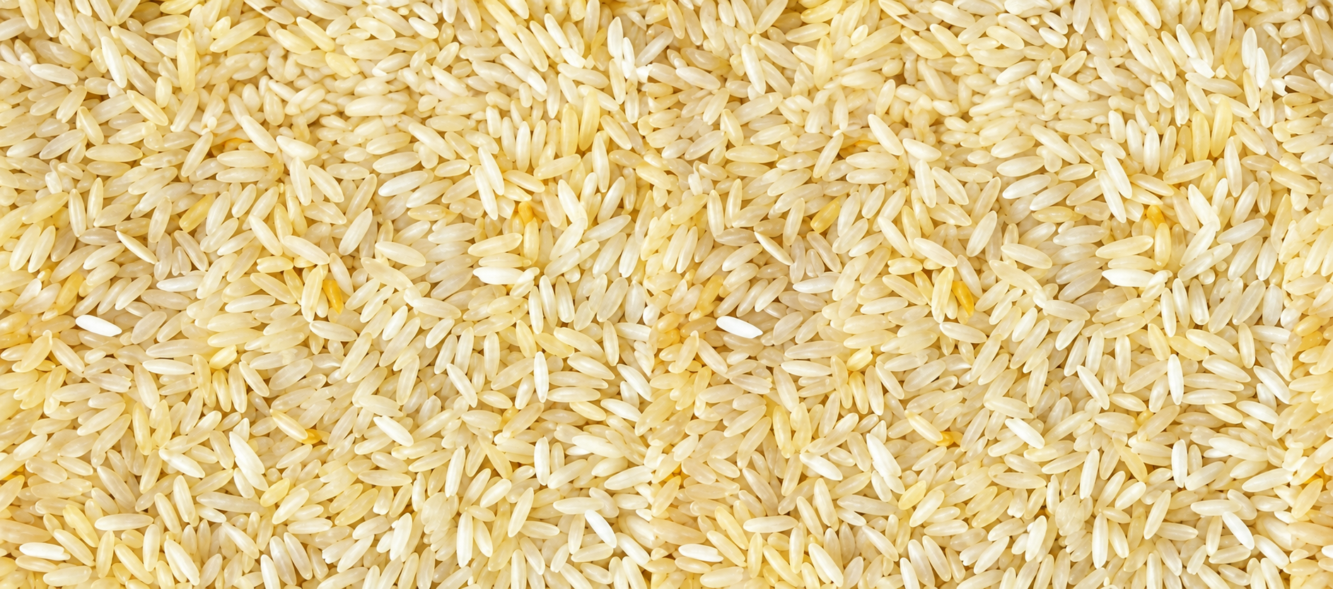 Ponni Rice from Pansuriya Global